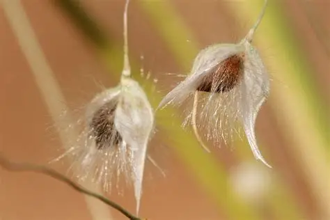 Photographie de Riz sauvage d’Utah