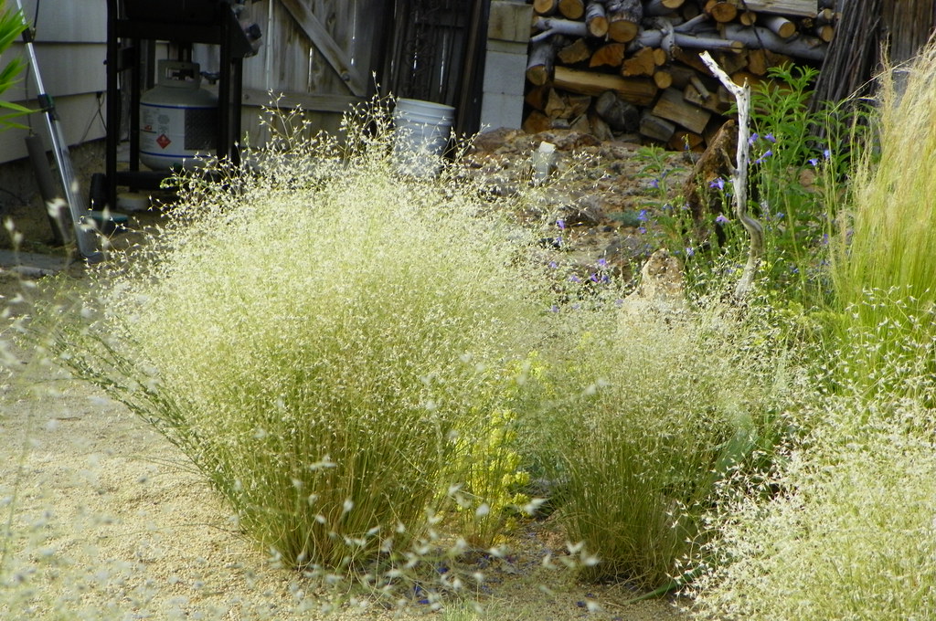 Photographie de Riz sauvage d’Utah