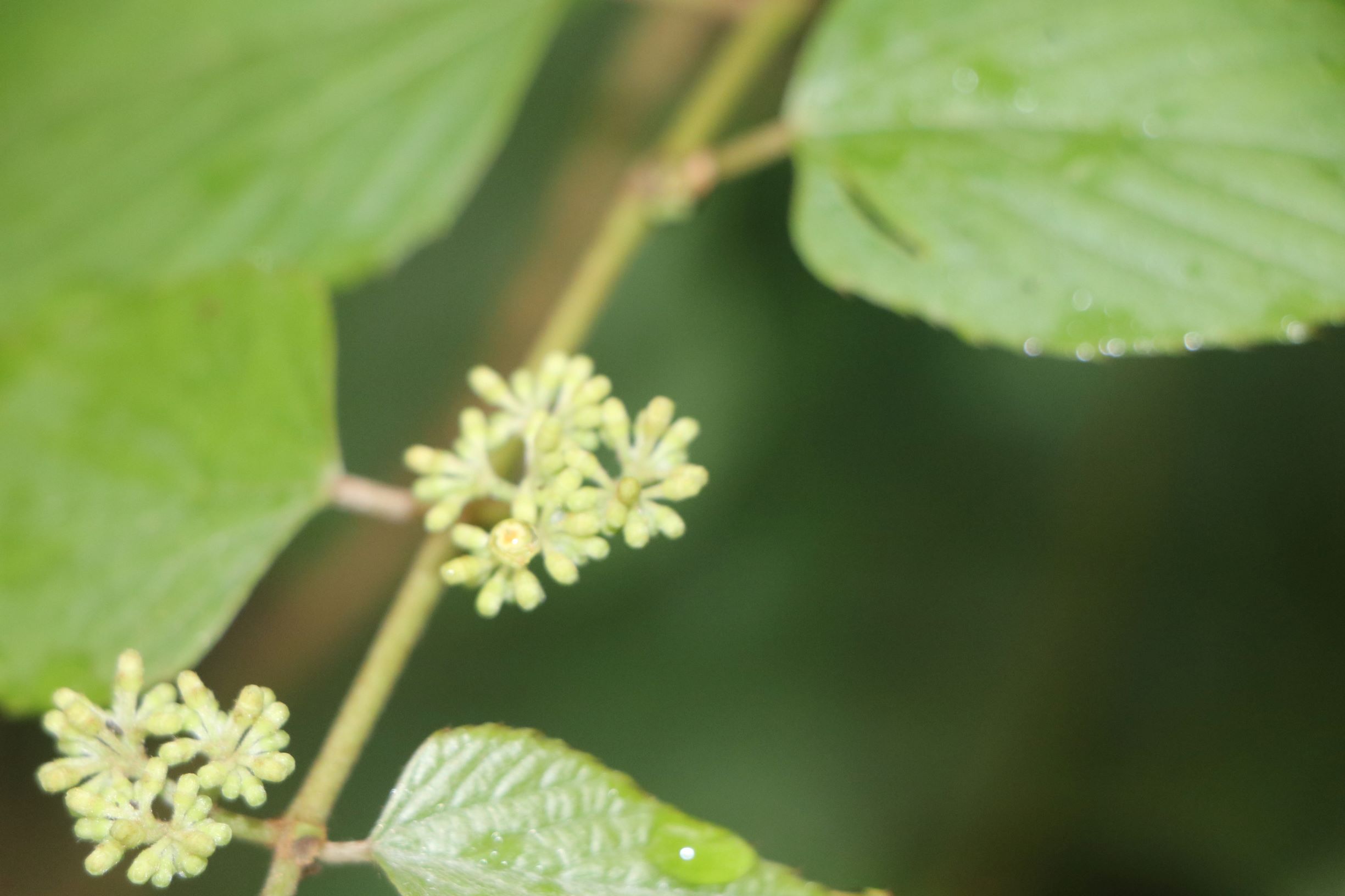 Photographie de Cissus