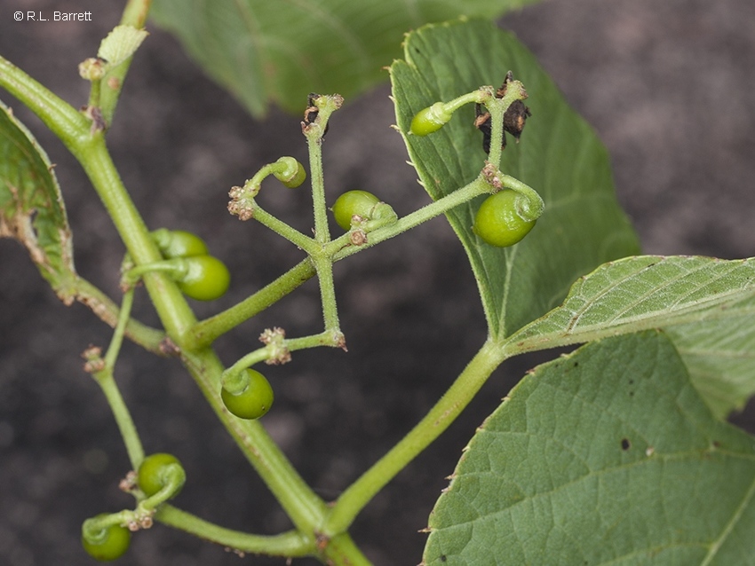 Photographie de Cissus