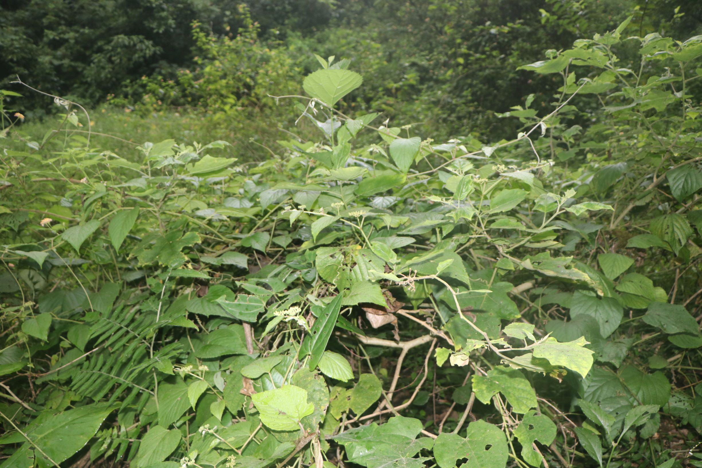 Photographie de Cissus