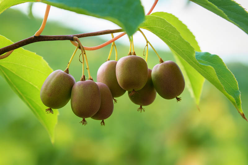 Photographie de Kiwi de Sibérie