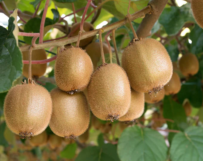 Photographie de Kiwi vert