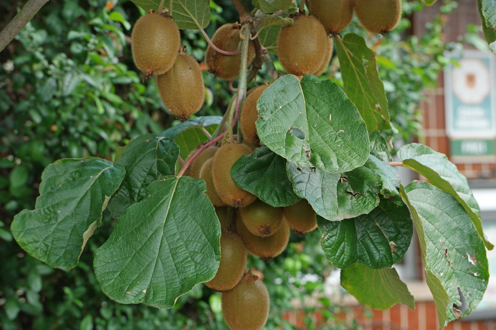 Photographie de Kiwi vert