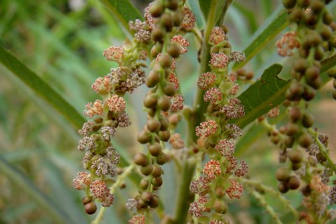 Photographie de Croton d'eau à feuille se saule
