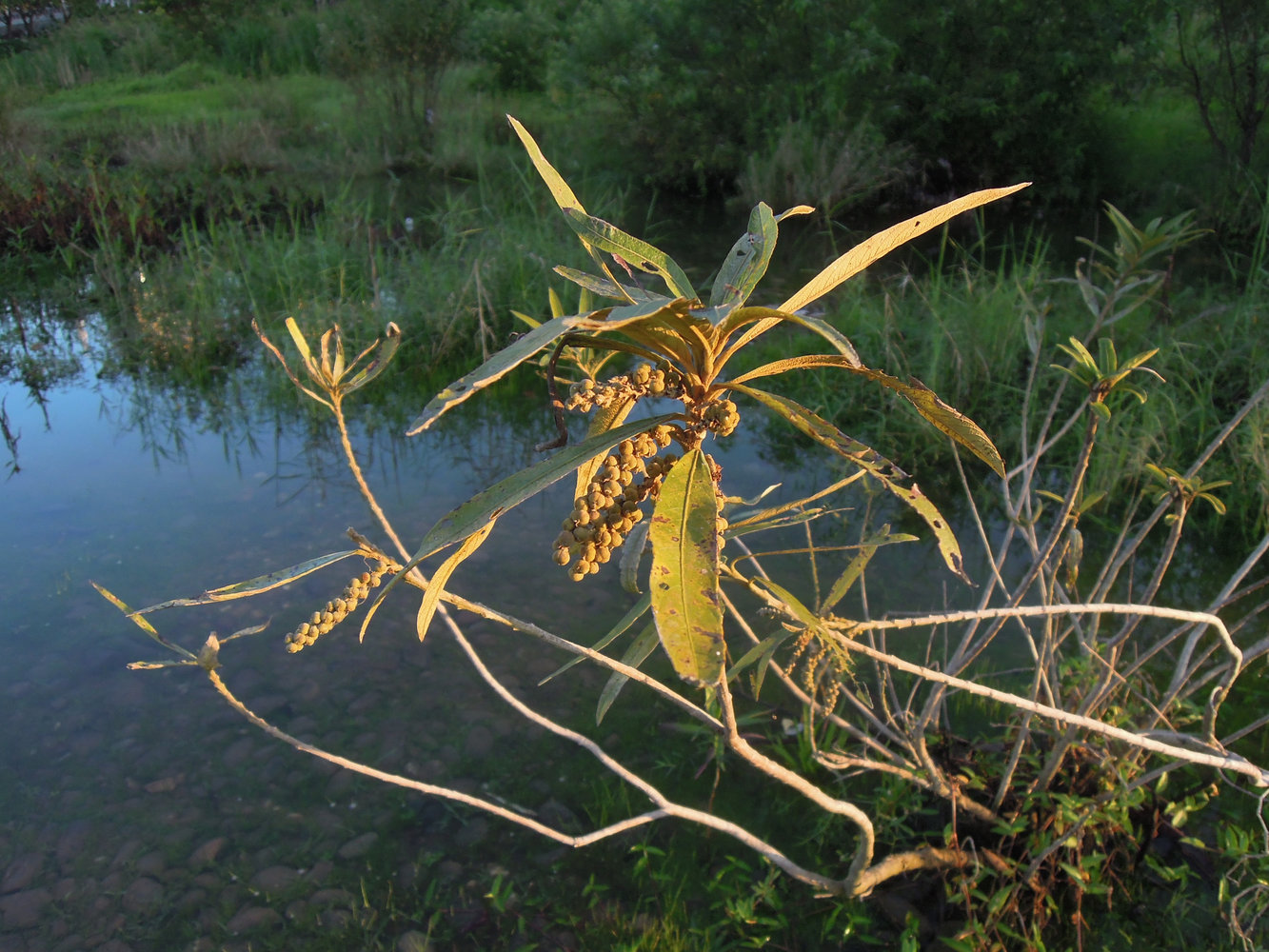 Photographie de Croton d'eau à feuille se saule