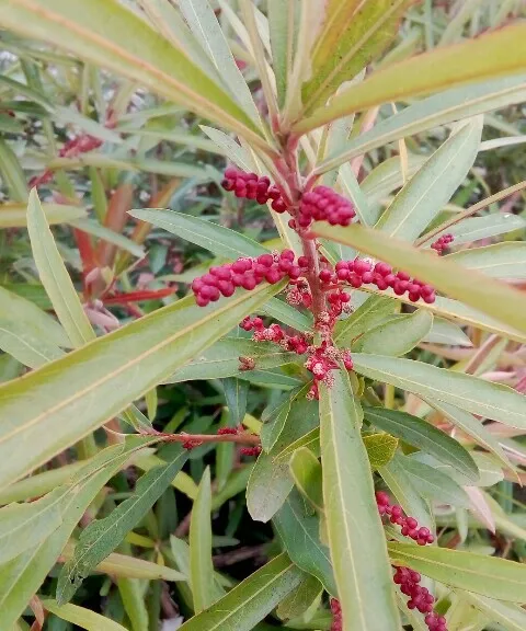 Photographie de Croton d'eau à feuille se saule