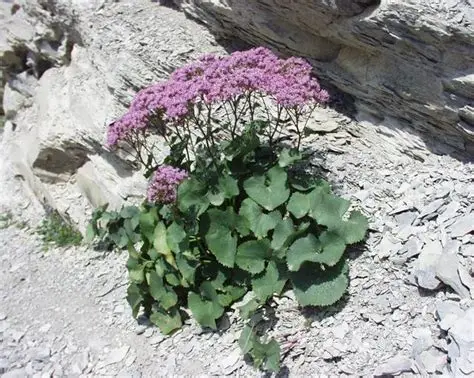 Photographie de Adénostyle des Alpes
