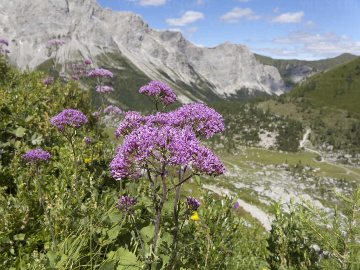 Photographie de Adénostyle des Alpes