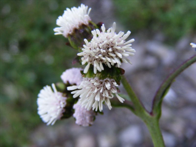 Photographie de Herbe à suie