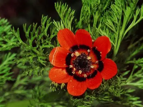Photographie de Adonis d’été
