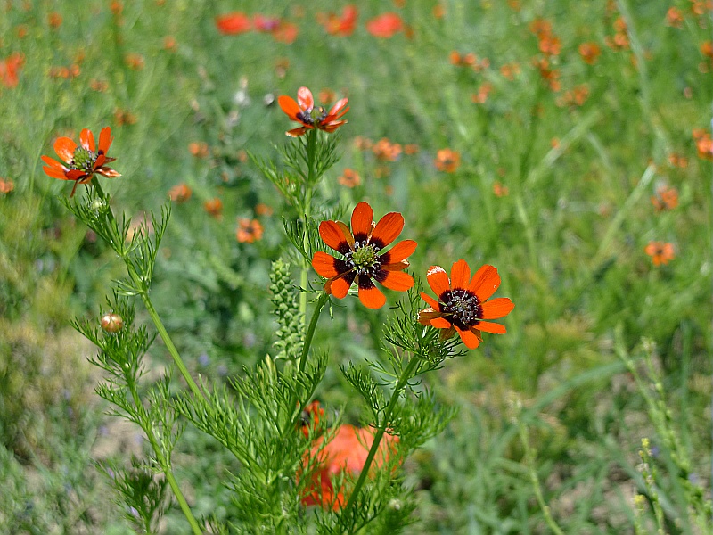 Photographie de Adonis d’été