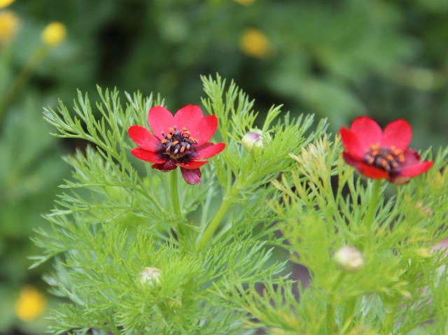 Photographie de Adonis d’été