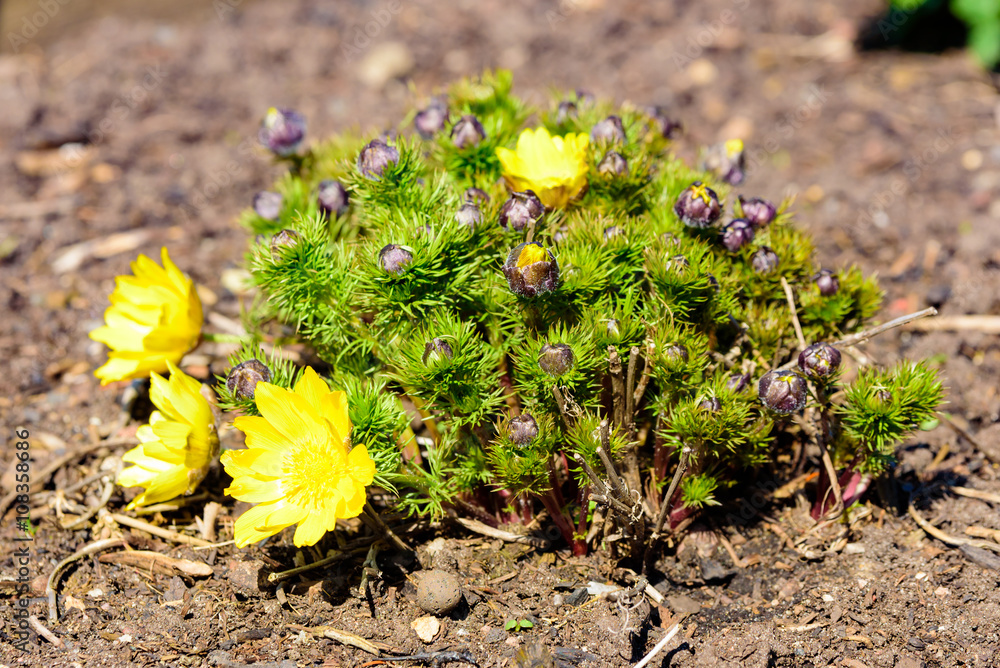 Photographie de Adonis de printemps