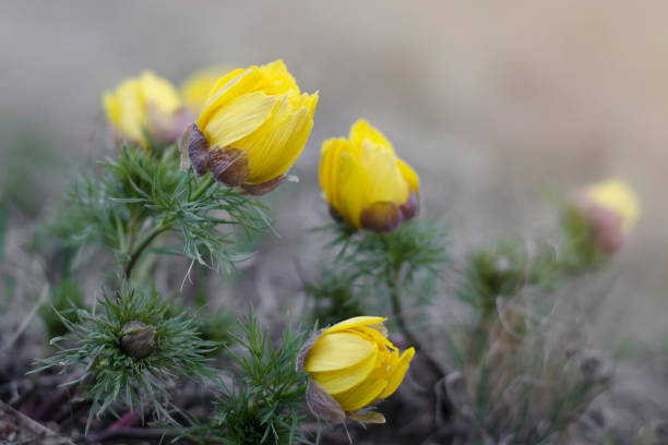 Photographie de Adonis de printemps