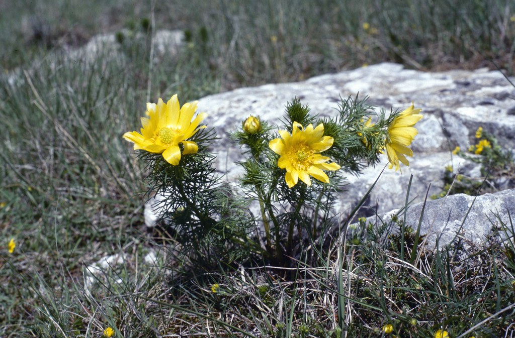 Photographie de Adonis de printemps