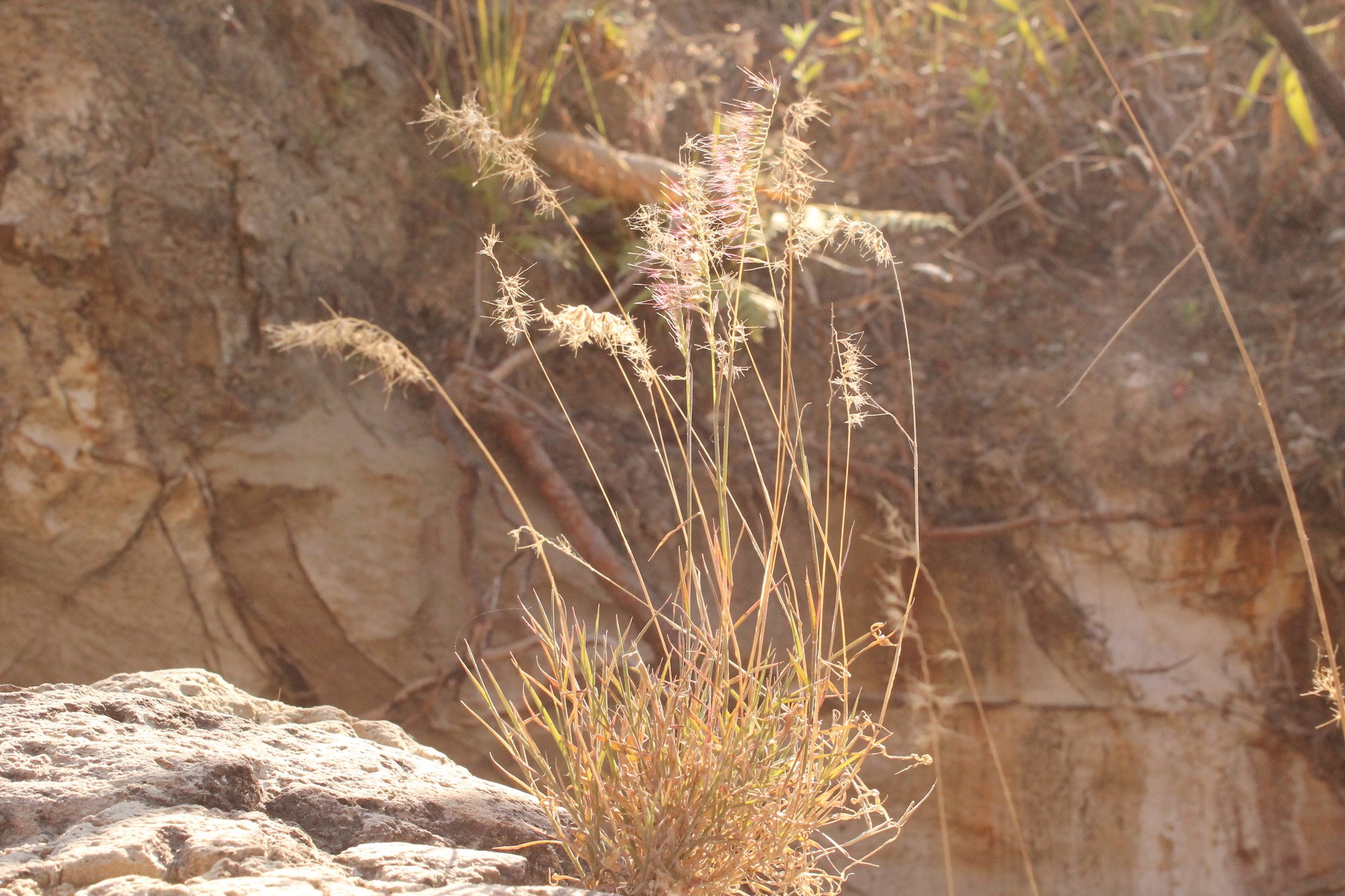 Photographie de Herbe à balai mexicaine