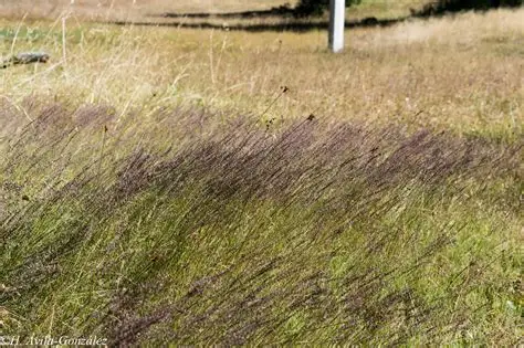 Photographie de Herbe à balai mexicaine