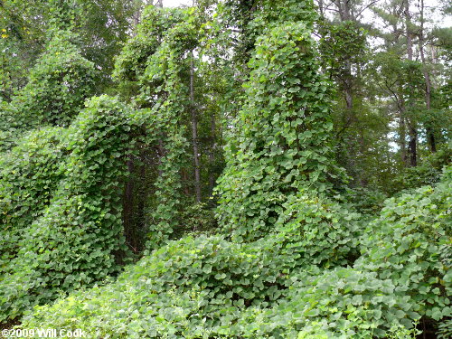 Photographie de Kudzu