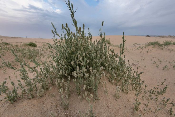 Photographie de Herbe saline du désert