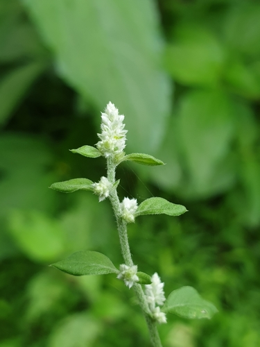 Photographie de Herbe de pierre