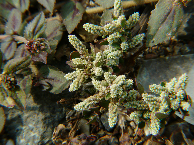 Photographie de Herbe de pierre