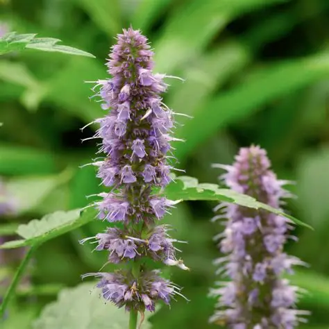 Photographie de Agastache anisée
