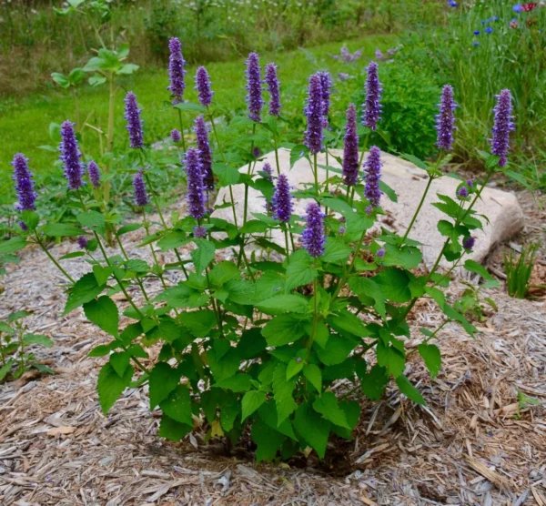 Photographie de Agastache anisée
