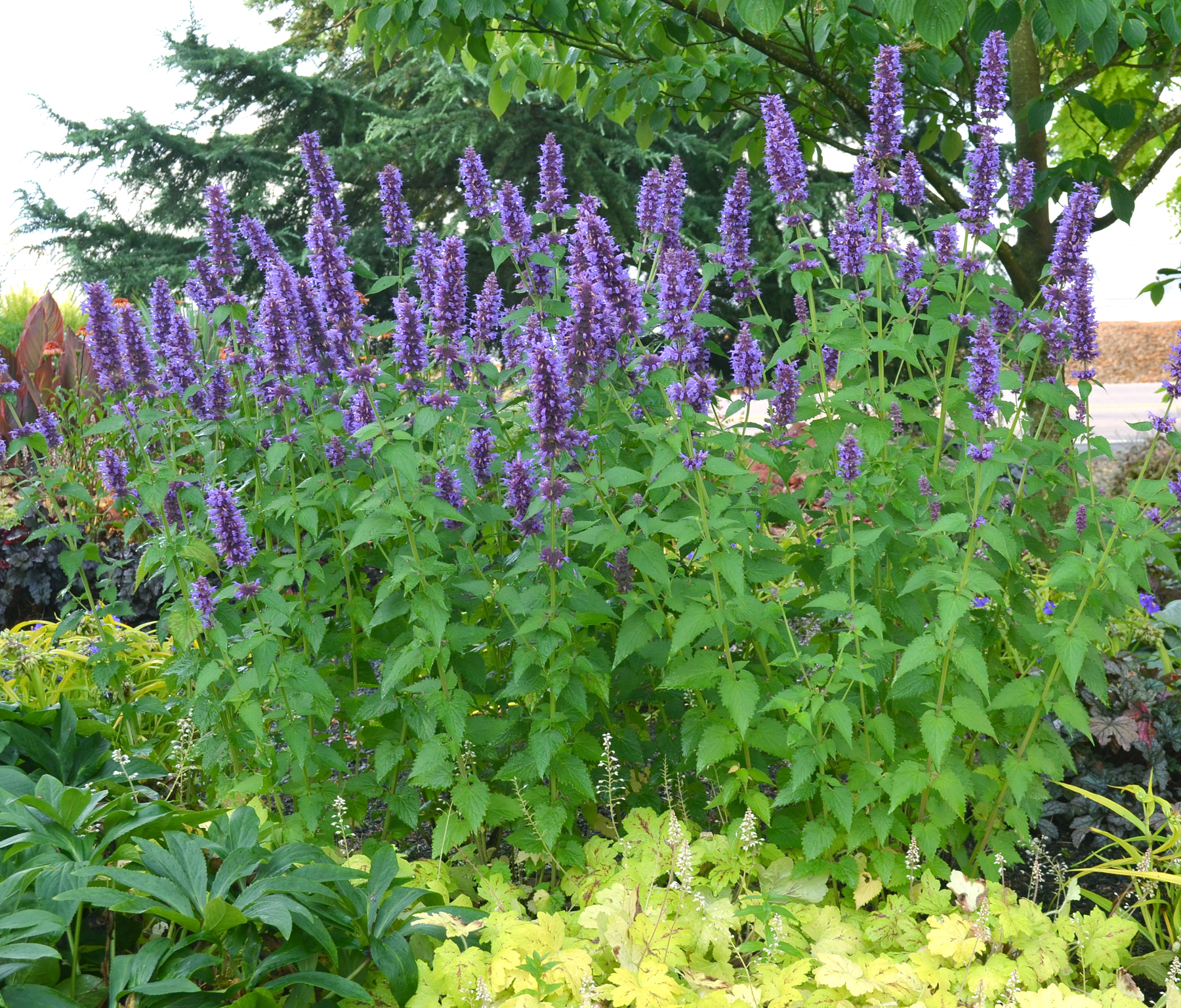 Photographie de Agastache anisée