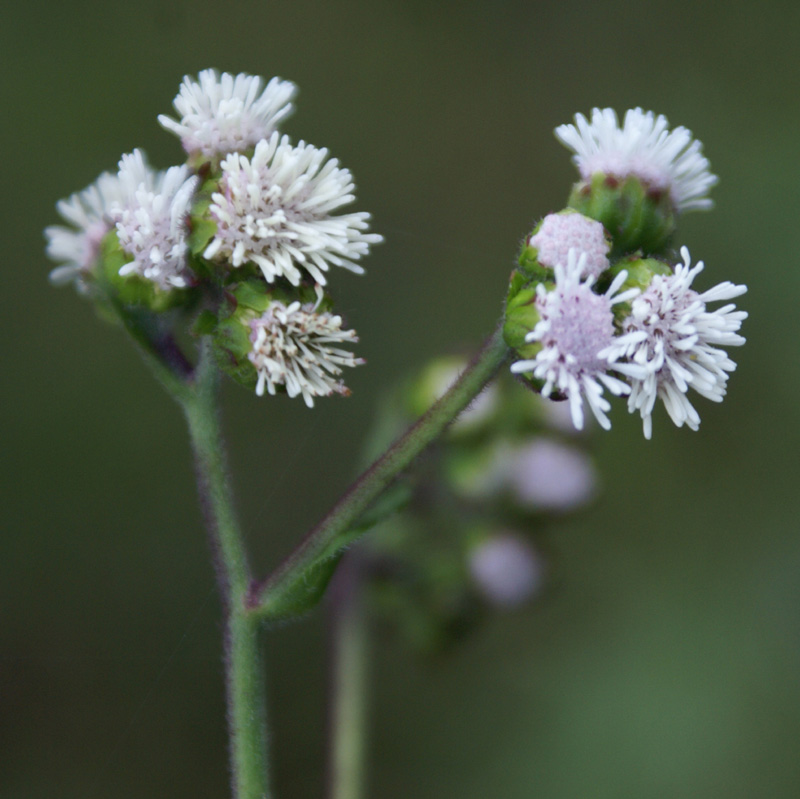 Photographie de Marguerite Collante