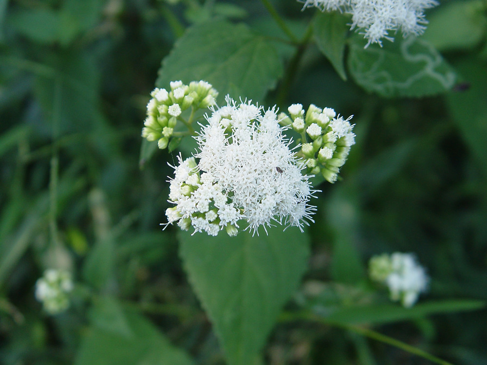 Photographie de White snakeroot
