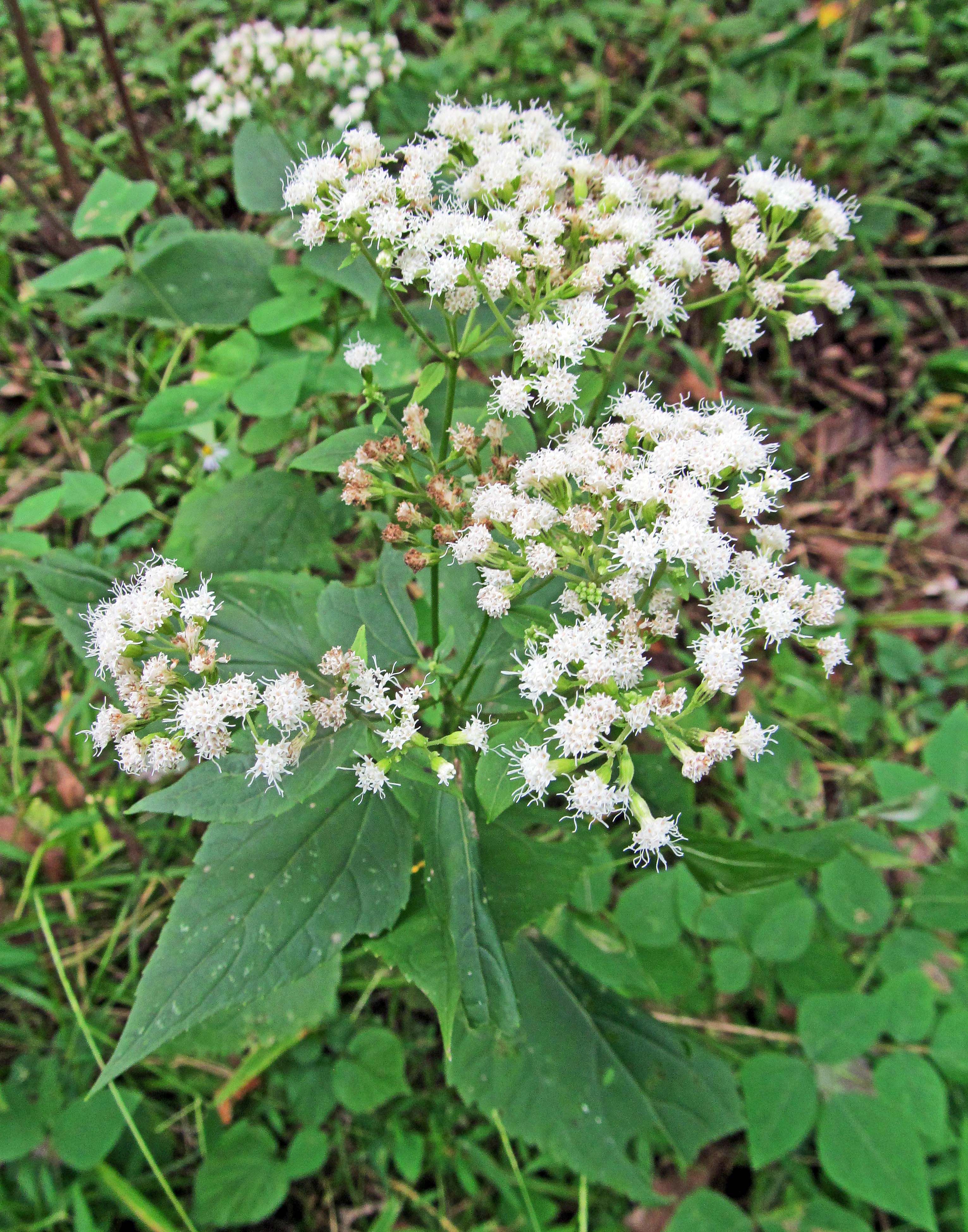 Photographie de White snakeroot