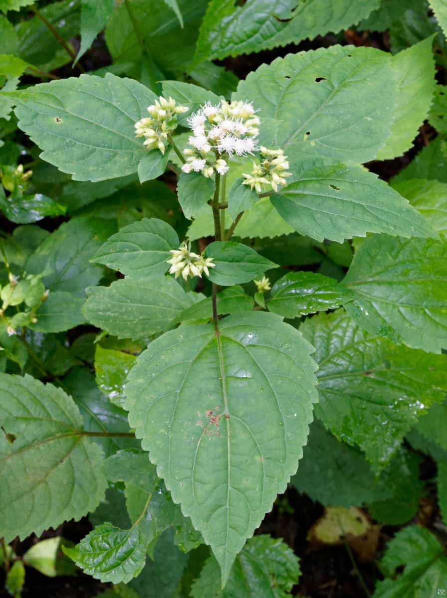 Photographie de White snakeroot