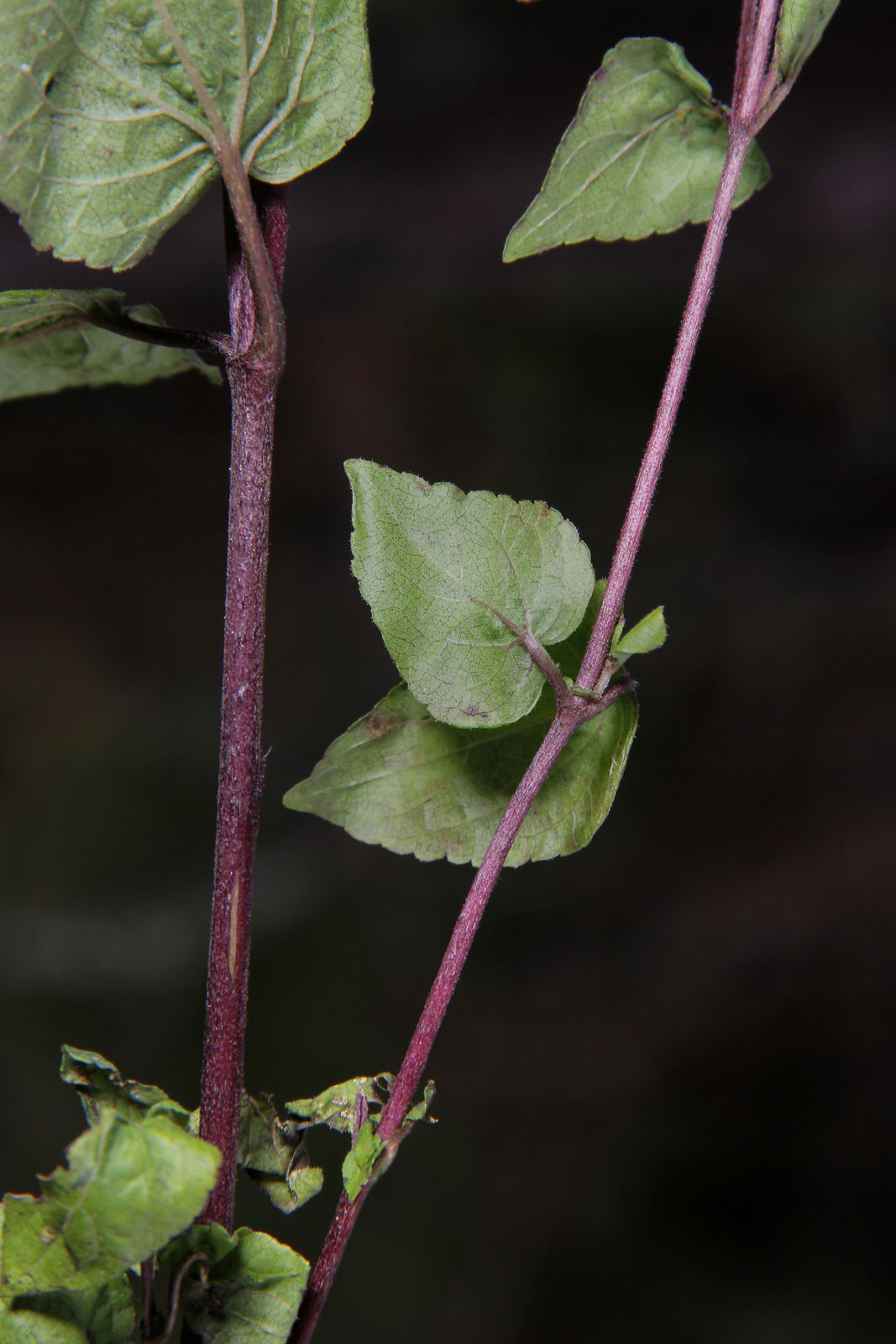 Photographie de Eupatoire du Pichincha