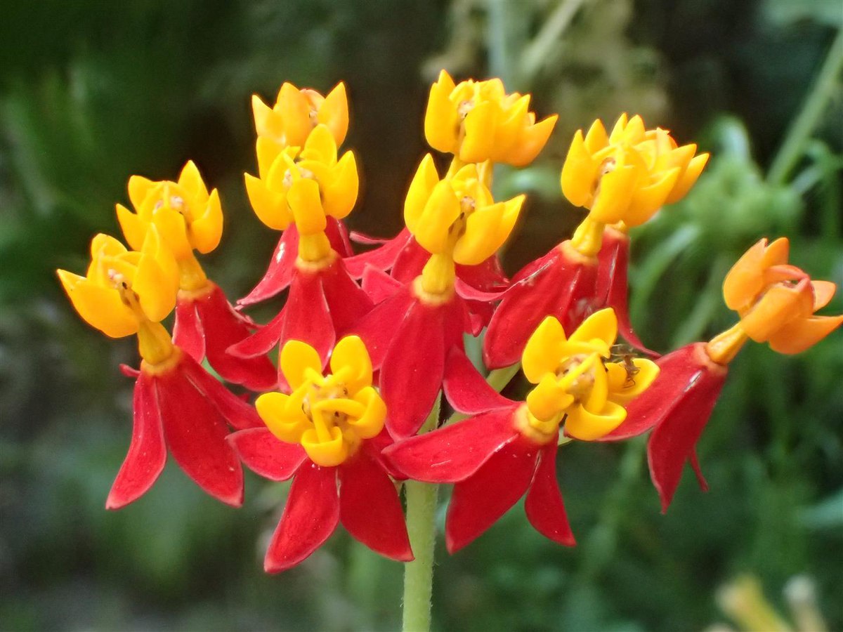 Photographie de Fleur de Sang