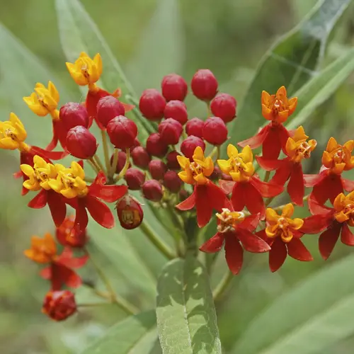 Photographie de Fleur de Sang
