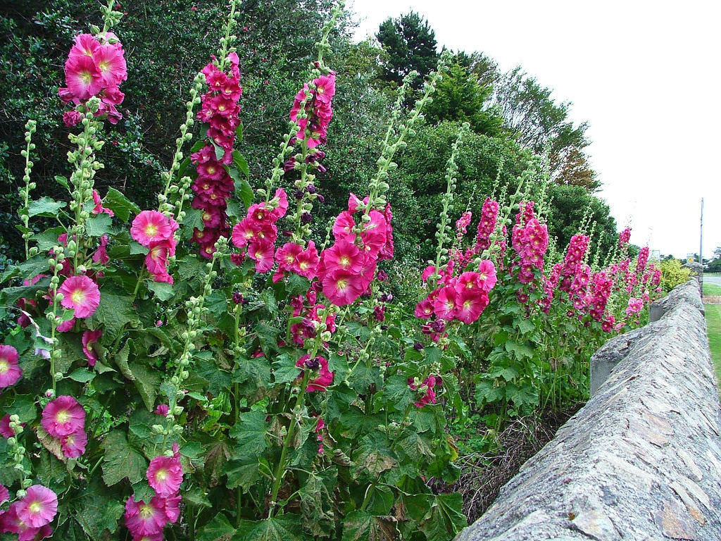 Photographie de Hollyhock