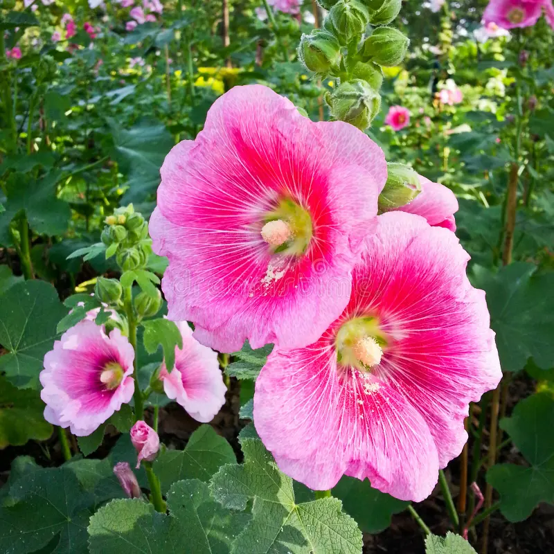 Photographie de Hollyhock