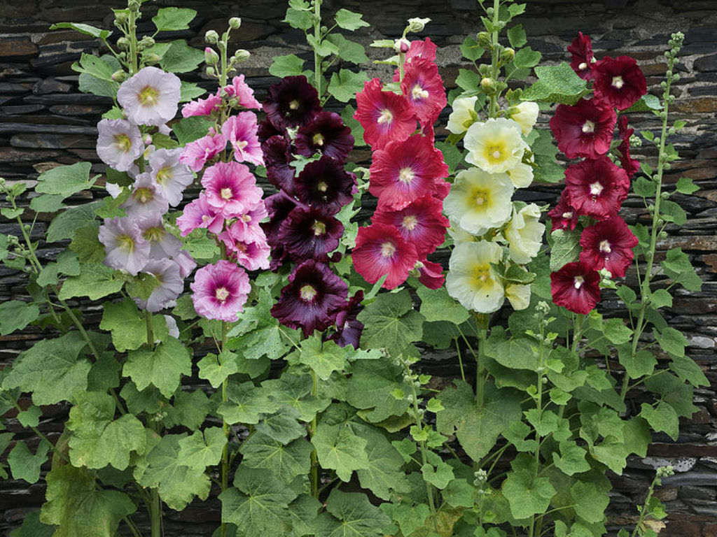 Photographie de Hollyhock