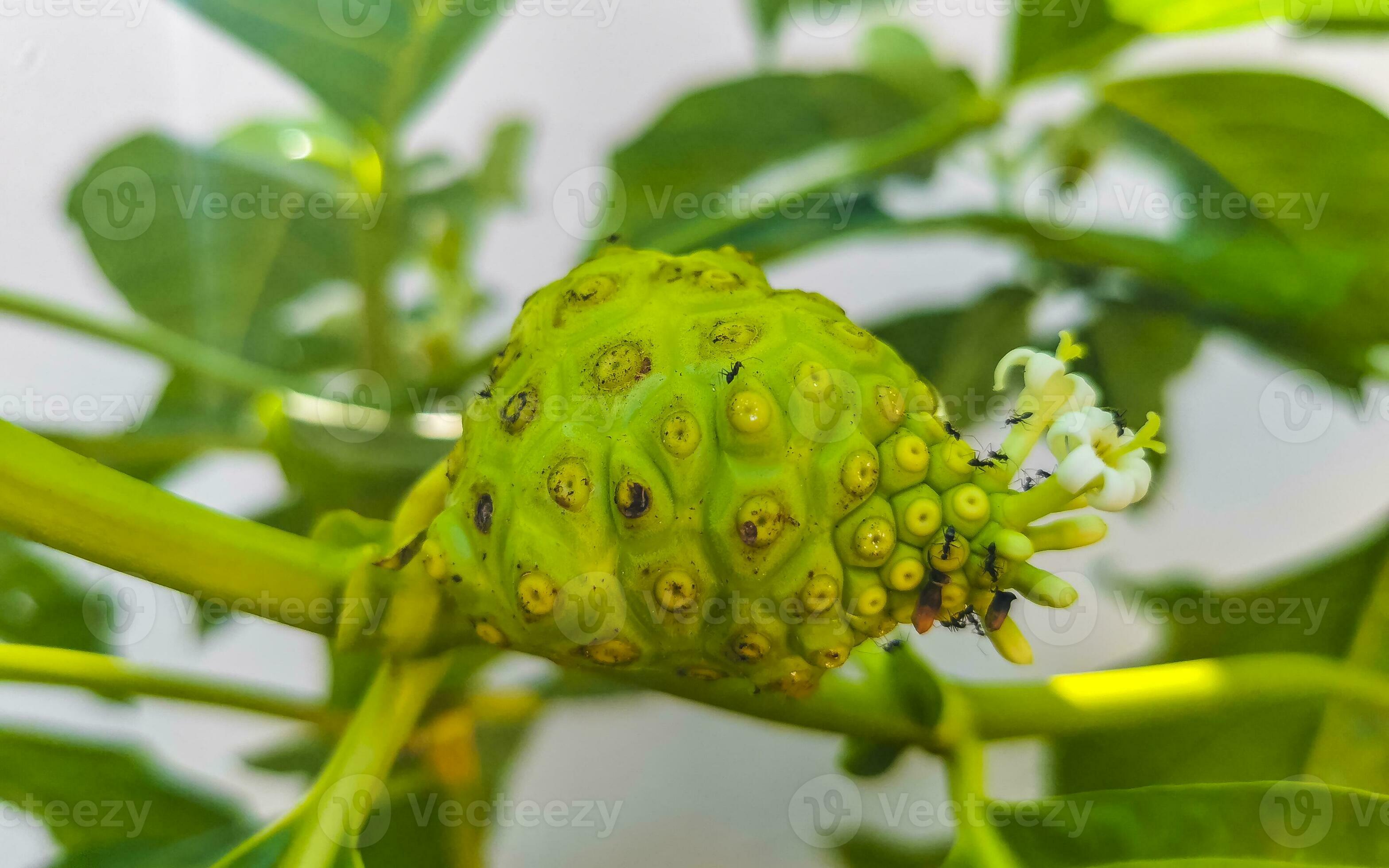 Photographie de Noni