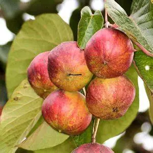 Photographie de Tung tree, Vernicia fordii – ancien nom