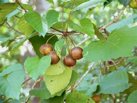 Photographie de Tung tree, Vernicia fordii – ancien nom