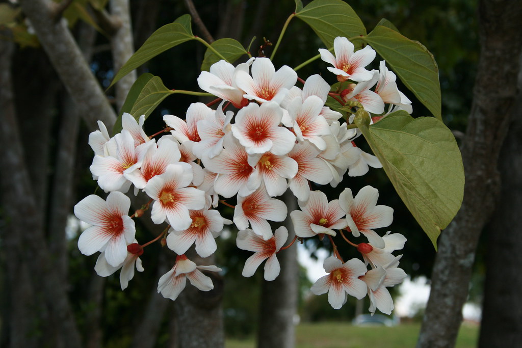 Photographie de Tung tree, Vernicia fordii – ancien nom