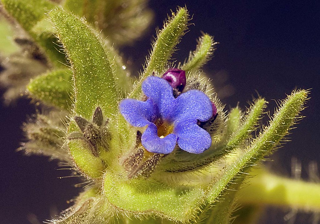 Photographie de Orcanette, Orseille des teinturiers