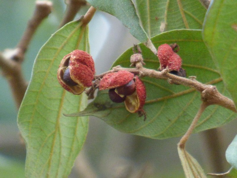Photographie de Croton Tinctorial