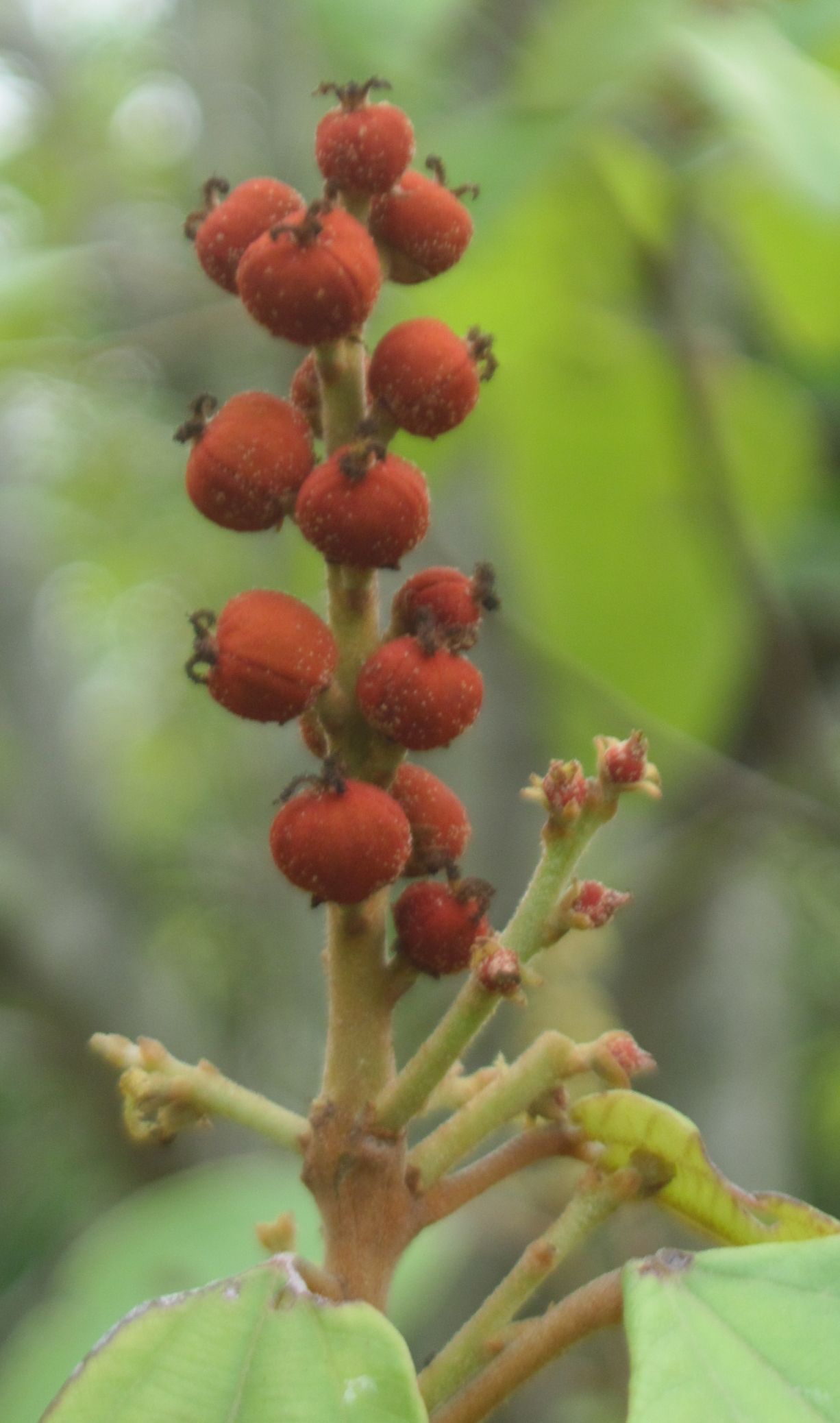 Photographie de Croton Tinctorial
