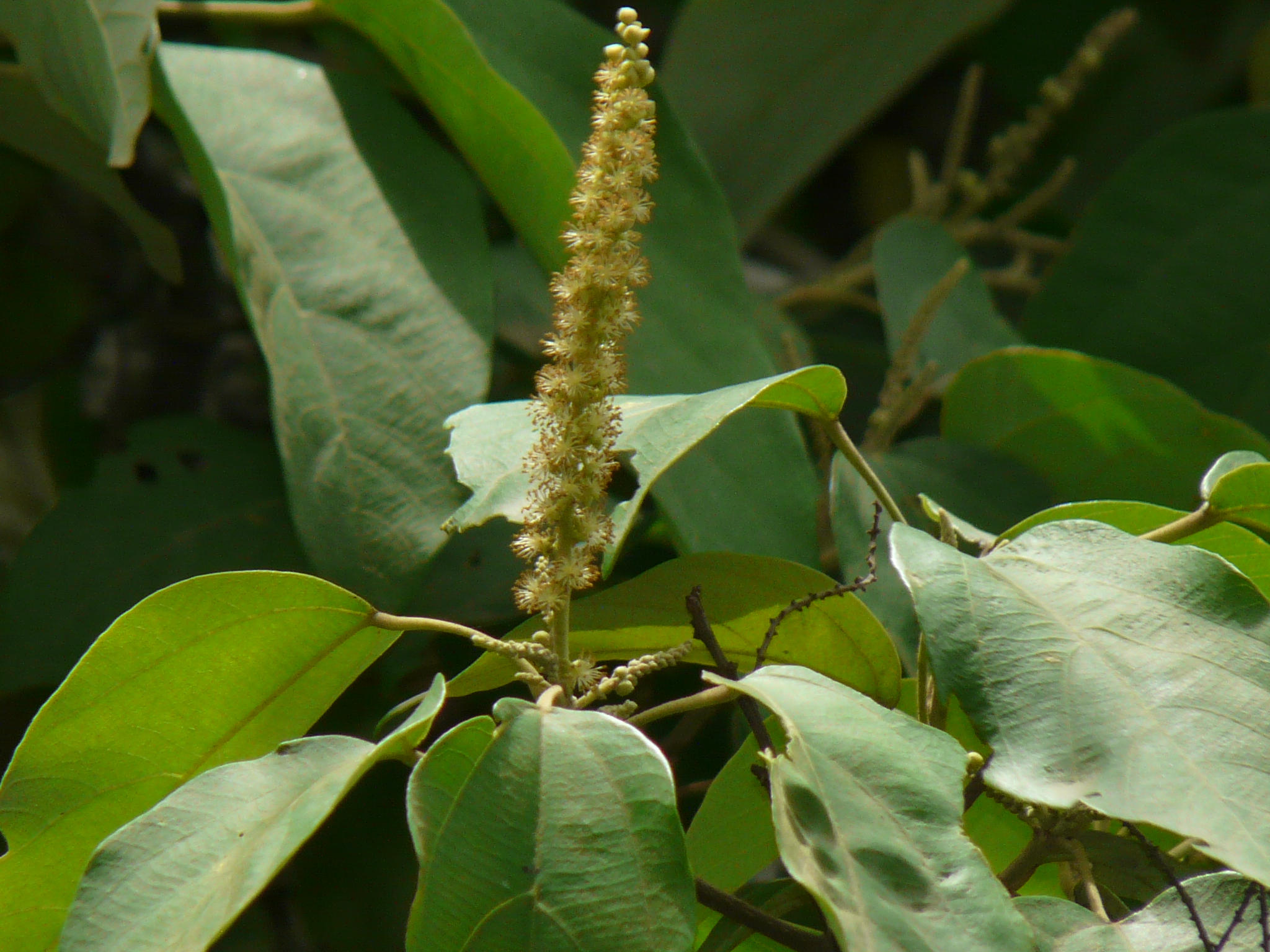 Photographie de Croton Tinctorial