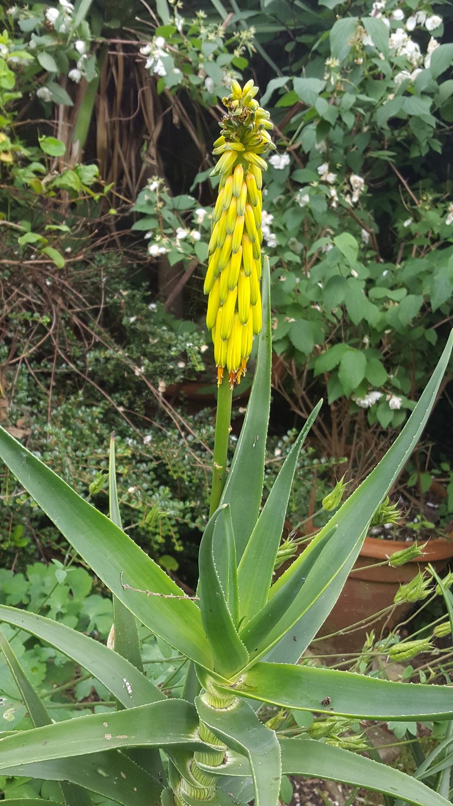 Photographie de Hardy Climbing Aloe / Striped-stem Aloe