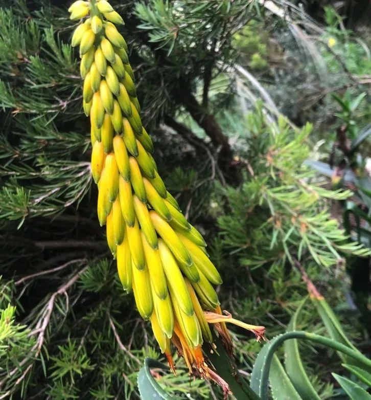 Photographie de Hardy Climbing Aloe / Striped-stem Aloe