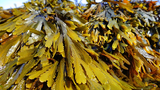 Photographie de Helminthocorton, Corsican moss